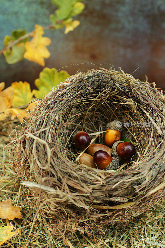 野鸟巢的图片，普通画眉鸟(Turdus merula)在橡树叶子旁边的干草床上的橡子，集中在前景，高处的风景